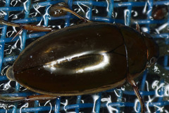 Tropisternus lateralis