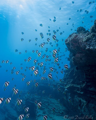 Heniochus diphreutes