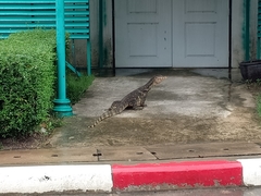 Varanus salvator macromaculatus