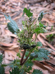 Vanessa itea