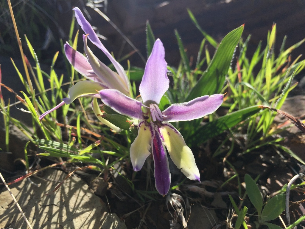 Babiana tanquana, Tankwa Karoo National Park, ZA-NC-NA, ZA-NC, ZA