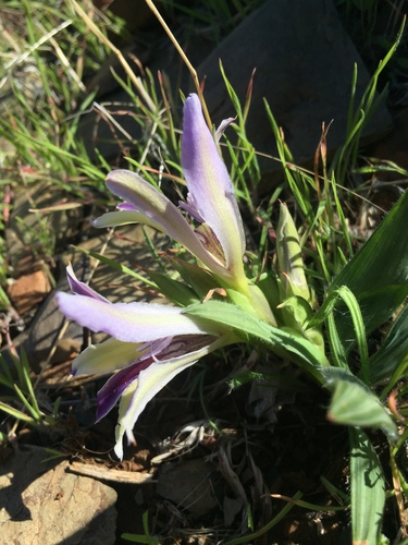 Babiana tanquana