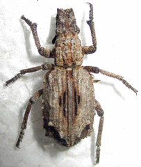 Microcerinae