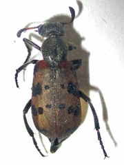 Hycleus transvaalicus