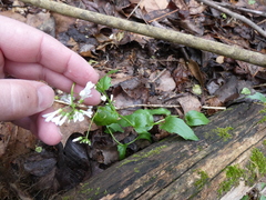 Cardamine parviflora
