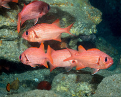 Brick Soldierfish photo 4