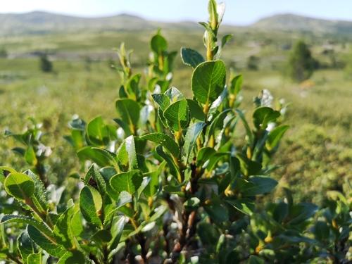 Image of Salix myrsinites by (c) Jens-Christian Svenning, some rights reserved (CC BY)