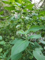 Persicaria pilosa