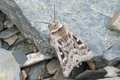 Xestia aequaeva