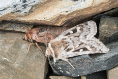 Xestia aequaeva