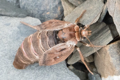 Xestia aequaeva