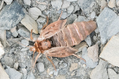 Xestia aequaeva