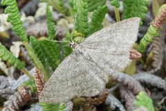 Scopula frigidaria