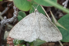 Scopula frigidaria