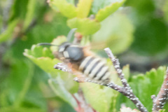 Dolichovespula albida