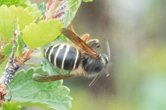 Dolichovespula albida