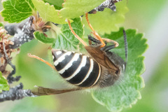 Dolichovespula albida
