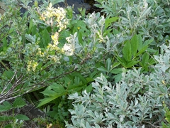 Angelica archangelica archangelica