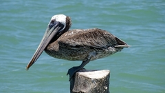 Pelecanus occidentalis