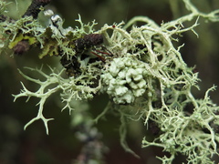 Tremella everniae