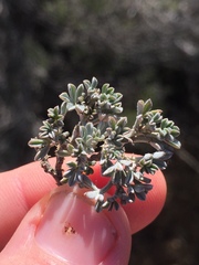 Indigofera burchellii