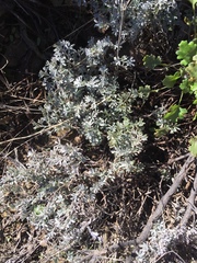 Indigofera burchellii