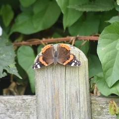 Vanessa atalanta