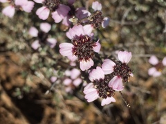 Eriocephalus purpureus