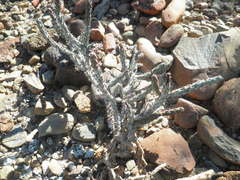 Cylindropuntia tesajo