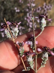 Eriocephalus purpureus