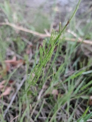 Equisetum palustre