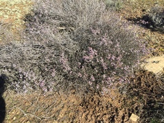 Eriocephalus purpureus