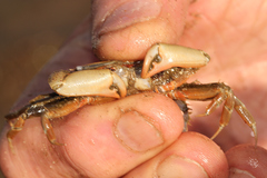 Macrophthalmus