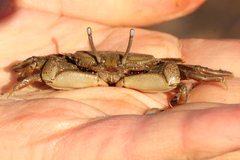Macrophthalmus