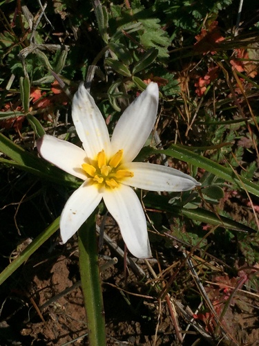 Cape waterstar (Pauridia alticola)