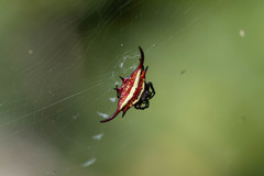 Gasteracantha falcicornis
