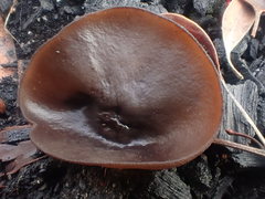 Plicaria endocarpoides