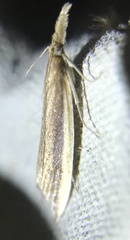 Donacaula mucronella