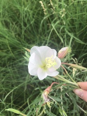 Oenothera nuttallii