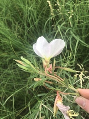 Oenothera nuttallii