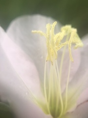 Oenothera nuttallii