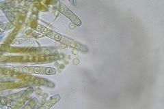 Plicaria endocarpoides