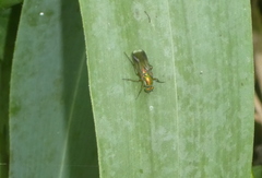 Poecilobothrus nobilitatus