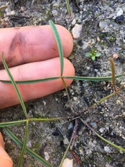 Oxalis oligophylla