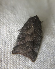 Ipimorpha retusa