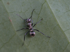 Polyrhachis cupreata