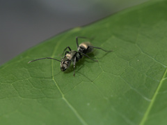 Polyrhachis foreli