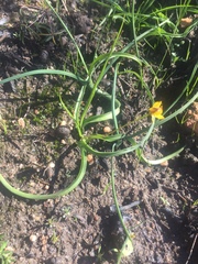 Pauridia gracilipes gracilipes