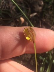 Pauridia gracilipes gracilipes