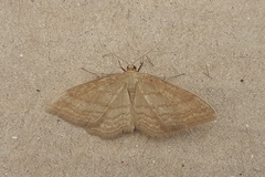 Idaea macilentaria